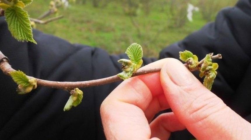 Samsun&rsquo;da Fındıkta Don Zararı Y&uuml;zde 20-50 Oranında
