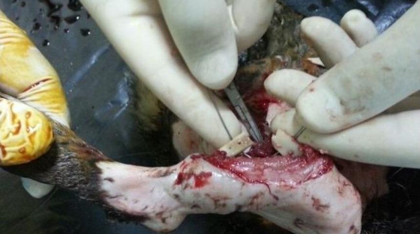 Ayağı Kırılan Kediye Ameliyatla Platin Takıldı