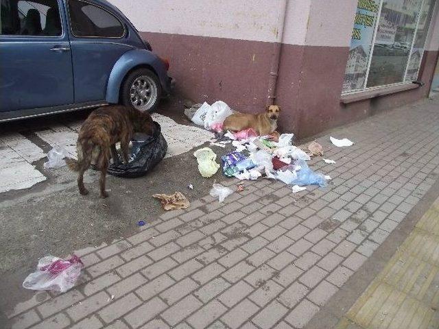 Yeni Çöp Toplama Sistemi Başarısız Oldu