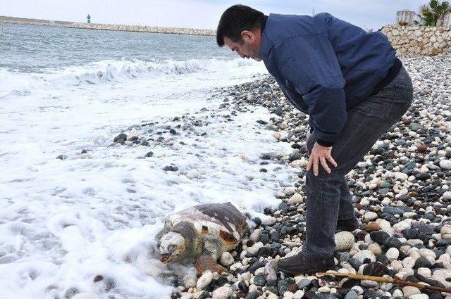 (özel Haber) Ölü Caretta Caretta Sahile Vurdu