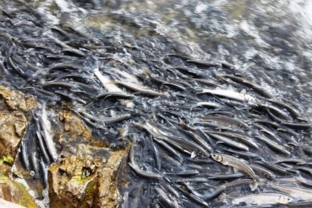 (&ouml;zel Haber) İnci Kefalinin Zorlu &Uuml;reme M&uuml;cadelesi