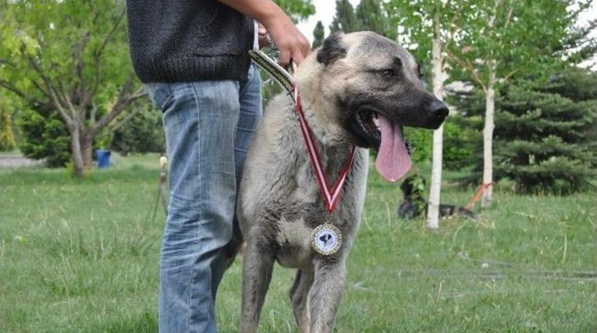 Eskişehir&rsquo;de K&ouml;pek Irkları Yarışması