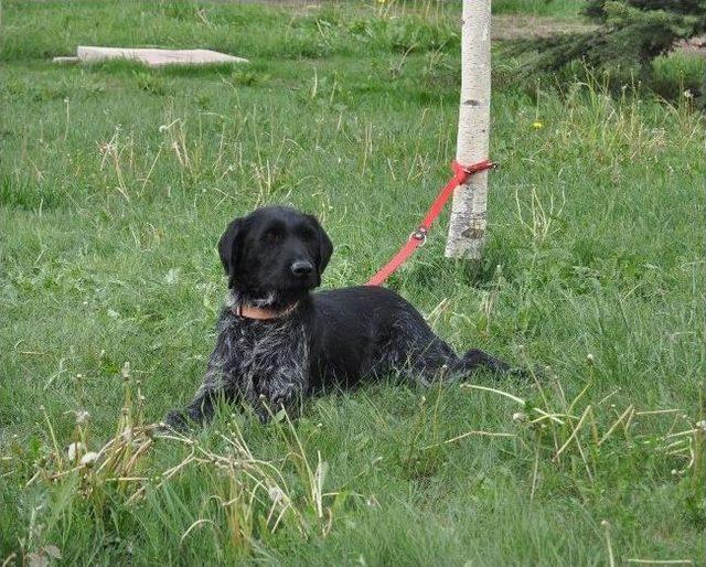 Eskişehir’de Köpek Irkları Yarışması