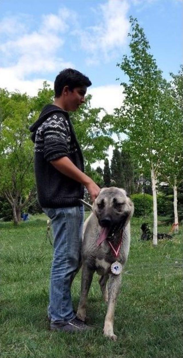 Eskişehir’de Köpek Irkları Yarışması