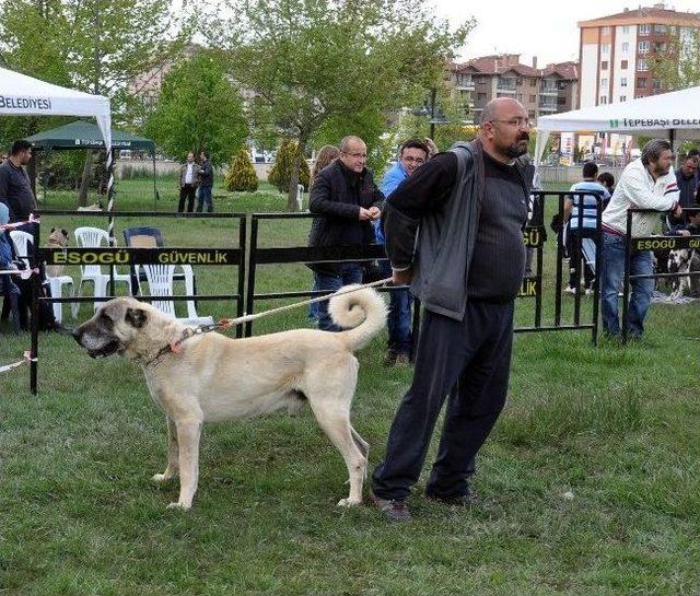 Eskişehir’de Köpek Irkları Yarışması