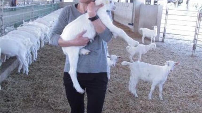 (&ouml;zel Haber) Ke&ccedil;i İnadıyla &Ccedil;alıştı Ke&ccedil;i S&uuml;t&uuml;yle Başardı