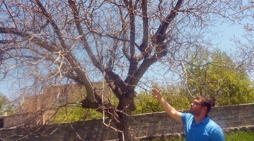 Ceviz &Uuml;reticileri Endişeli