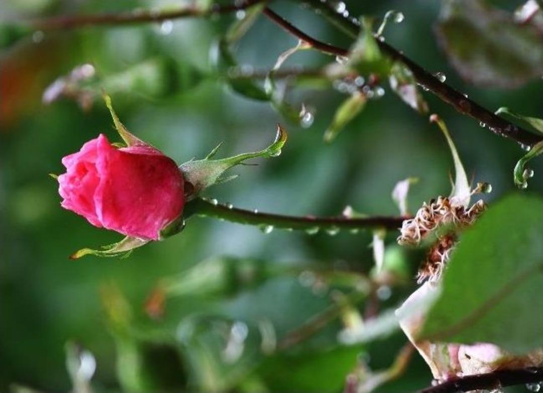 Yağmurla Gelen G&uuml;zellik