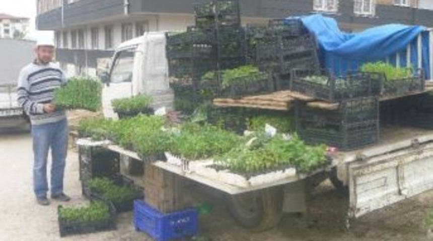 Bilecik&rsquo;te Sebze Fidesi Satışları