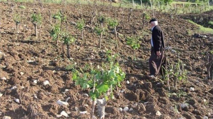 Şırnak'ta Ekinleri Dolu Vurdu