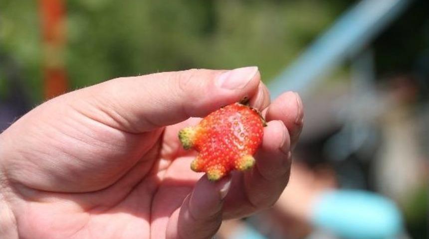 Cami İmamının Bah&ccedil;esinde 4 Parmaklı &Ccedil;ilek Yetişti