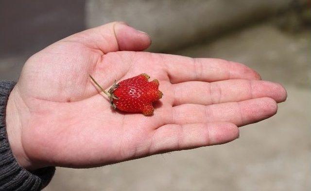 Cami İmamının Bahçesinde 4 Parmaklı Çilek Yetişti