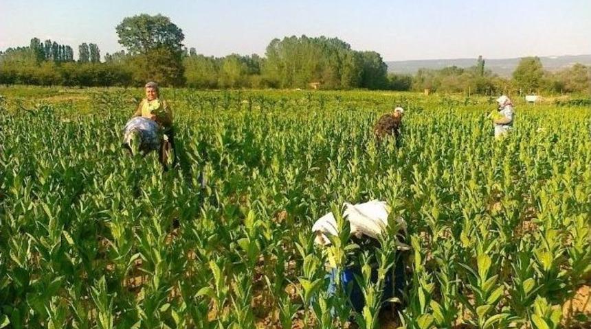 T&uuml;t&uuml;n &Uuml;retimindeki Artış S&uuml;r&uuml;yor