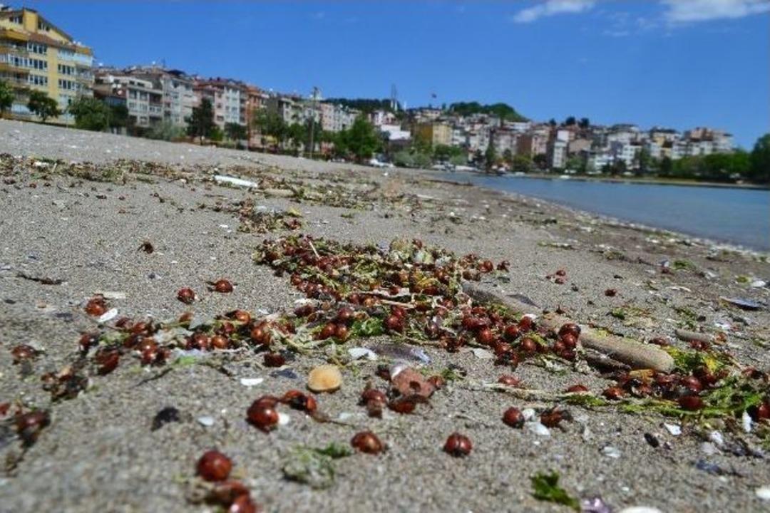 Uğur B&ouml;ceklerinin Uğursuzluğu