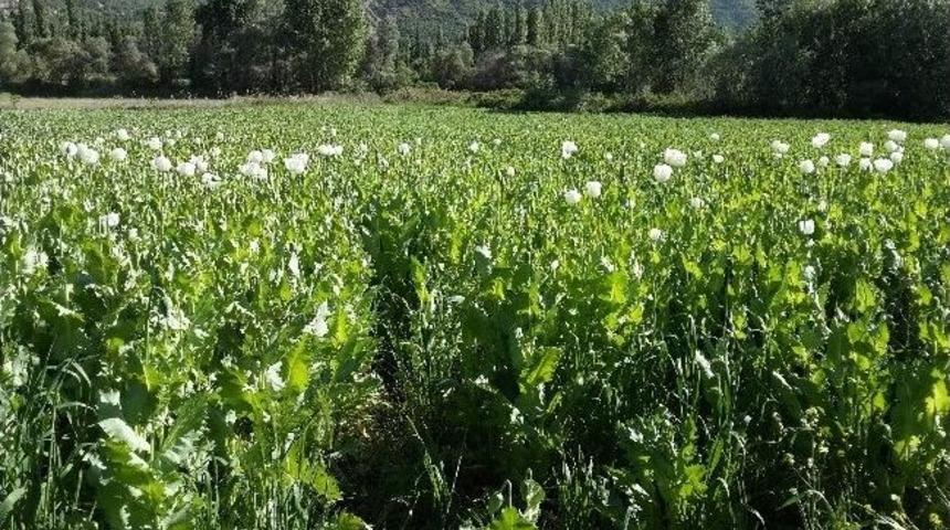 Jandarma&rsquo;dan Haşhaş Operasyonu