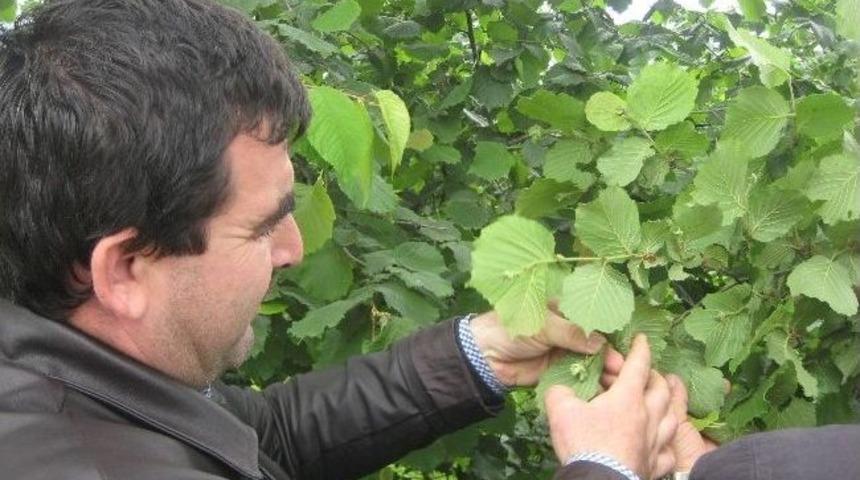 Fındık Kurduna Karşı İla&ccedil;lama D&ouml;nemi Başlıyor