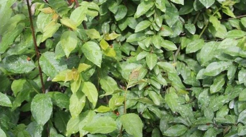 (özel Haber) Hakkari’de Uğurböceği İstilası