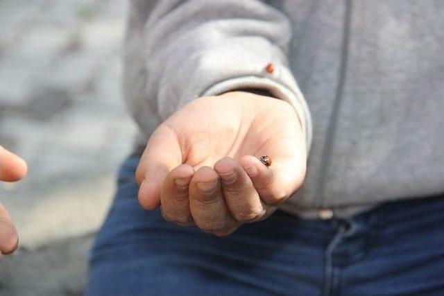 (özel Haber) Hakkari’de Uğurböceği İstilası