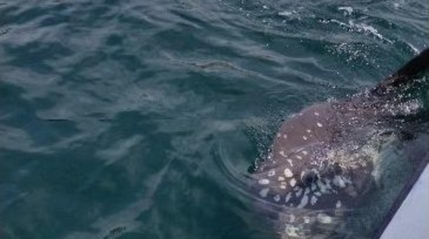 Bir Tonluk Pervane Balığının Sevgi A&ccedil;lığı