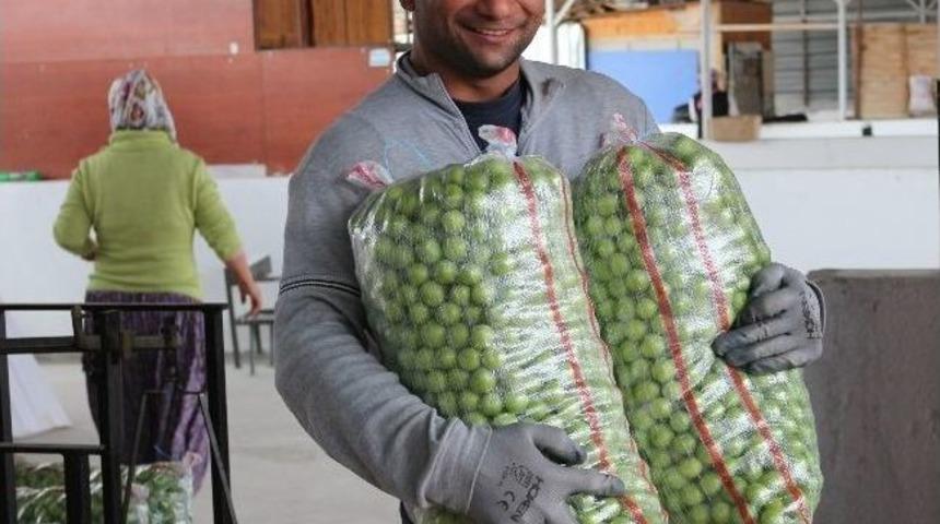 Mut&rsquo;ta Turfanda Erik 3 Liradan Sezonu Kapattı