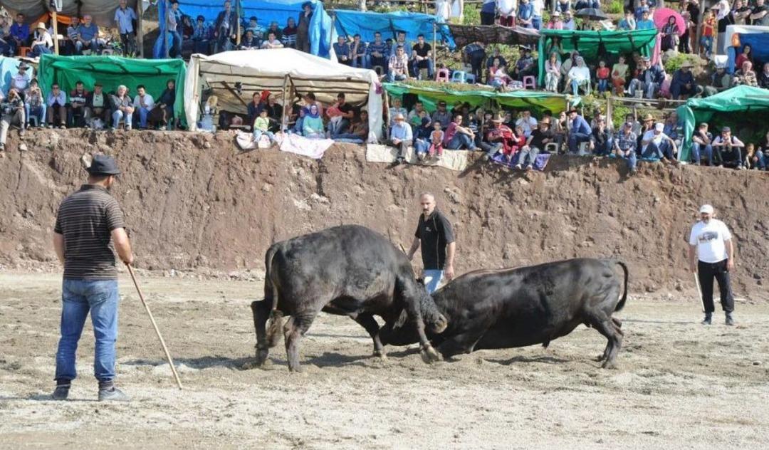 4. Damar Karag&ouml;l Boğa G&uuml;reşleri