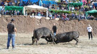 4. Damar Karagöl Boğa Güreşleri