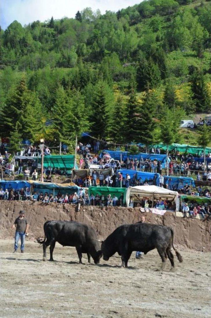 4. Damar Karagöl Boğa Güreşleri G1