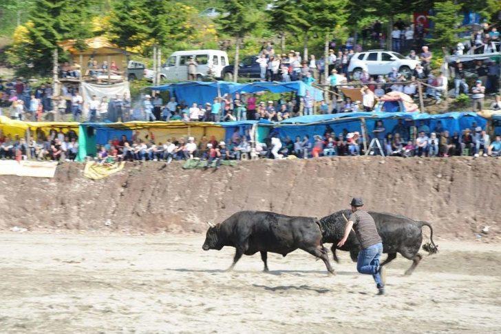 4. Damar Karagöl Boğa Güreşleri G2