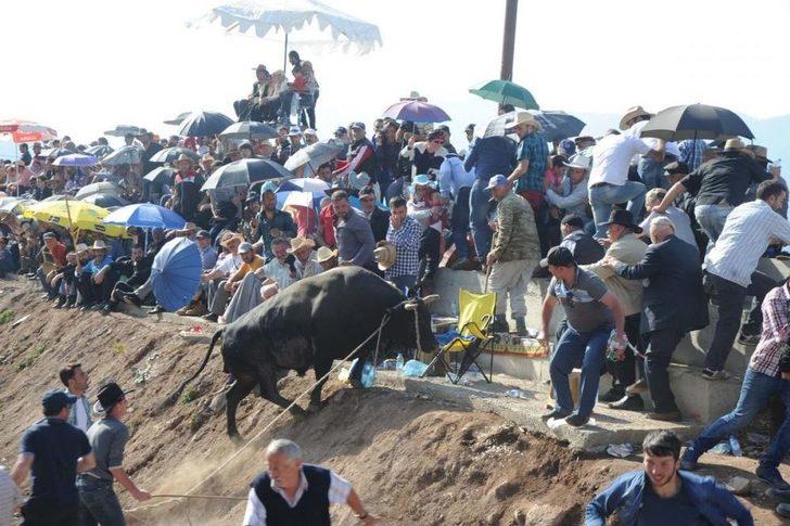 4. Damar Karagöl Boğa Güreşleri G3