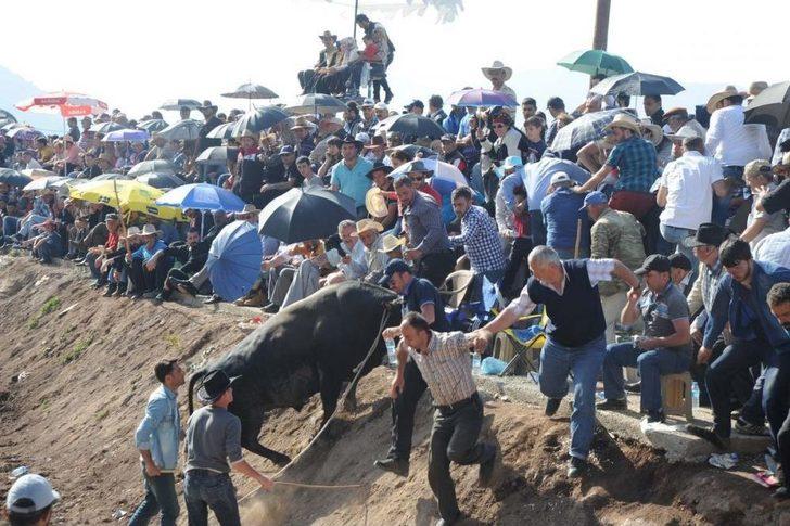 4. Damar Karagöl Boğa Güreşleri G4