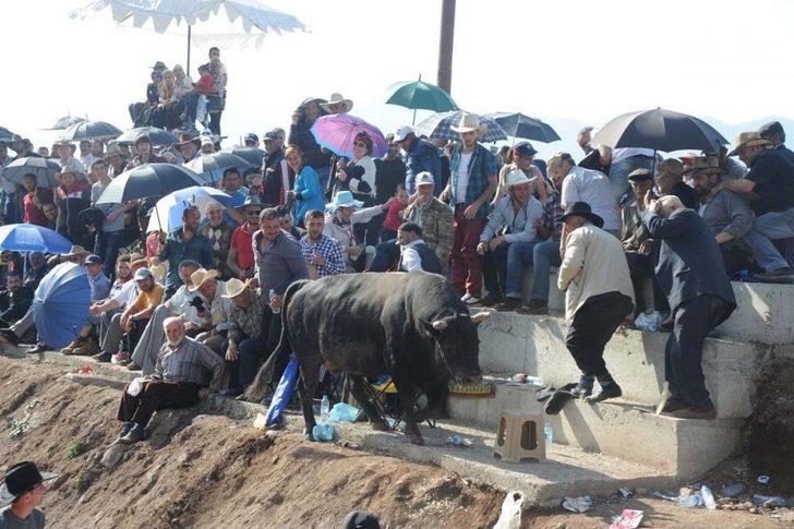 4. Damar Karagöl Boğa Güreşleri G5