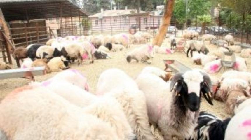 Sınırda Ka&ccedil;ak K&uuml;&ccedil;&uuml;kbaş Hayvan Ele Ge&ccedil;irildi