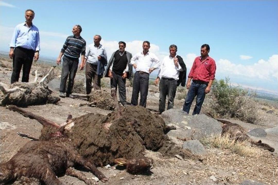 Sele Kapılan 446 K&uuml;&ccedil;&uuml;kbaş Hayvan Telef Oldu