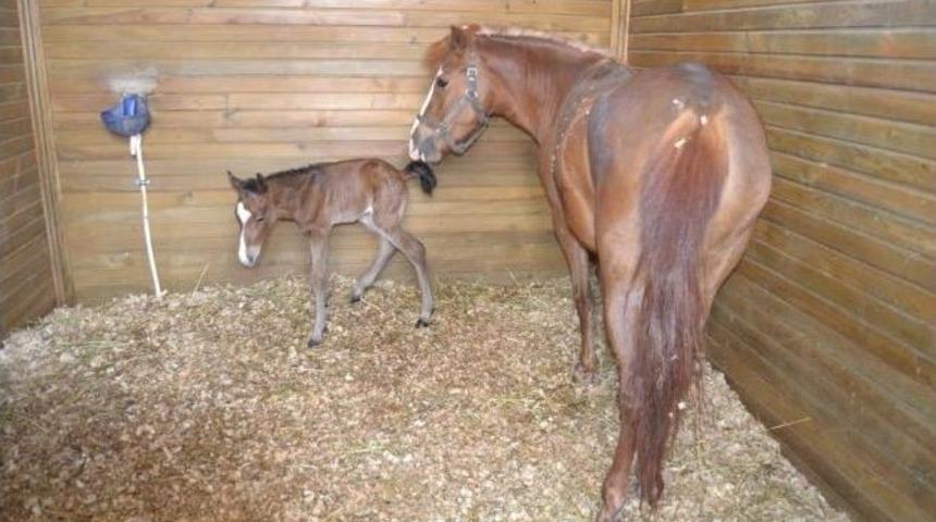 Uşak Atlı Spor Merkezine Yeni &Uuml;ye Katıldı