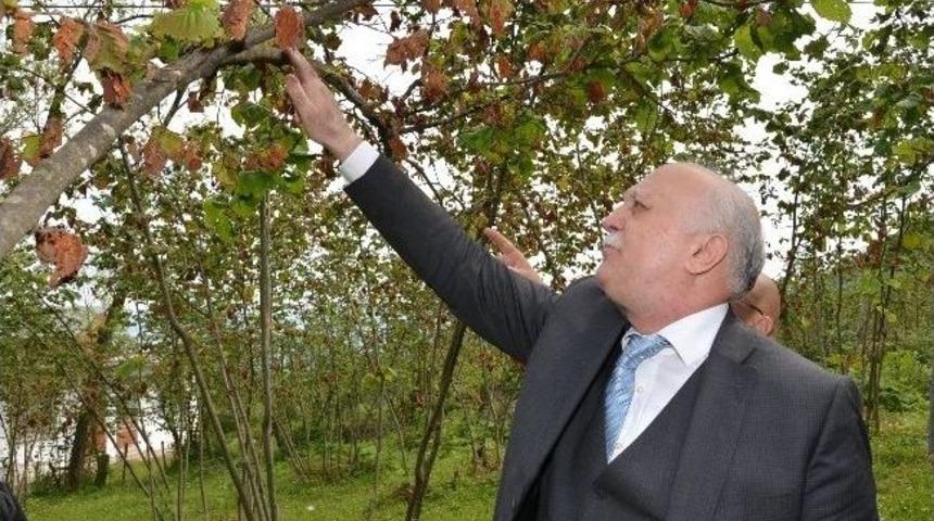 Tzob Başkanı Bayraktar, Fındık Bah&ccedil;esinde İnceleme Yaptı