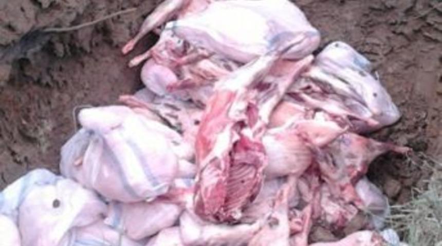 Ka&ccedil;ak Etler İmha Edildi