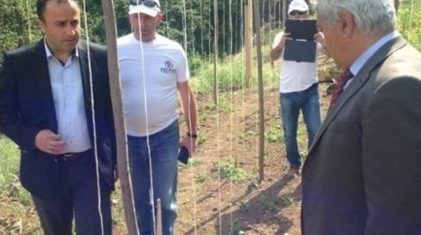 Fatsa&rsquo;da Karpuz Fidesi Dikimi