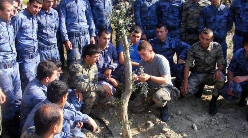 Dat&ccedil;a&rsquo;da Mehmet&ccedil;ik Yabani Zeytinleri Aşıladı