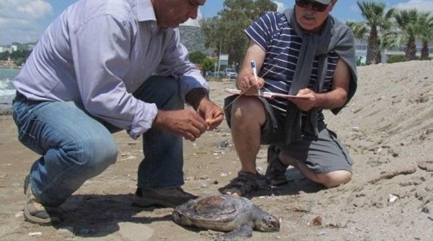 Kuşadası&rsquo;nda Bu Kez Bir Yeşil Kaplumbağa &Ouml;l&uuml; Bulundu