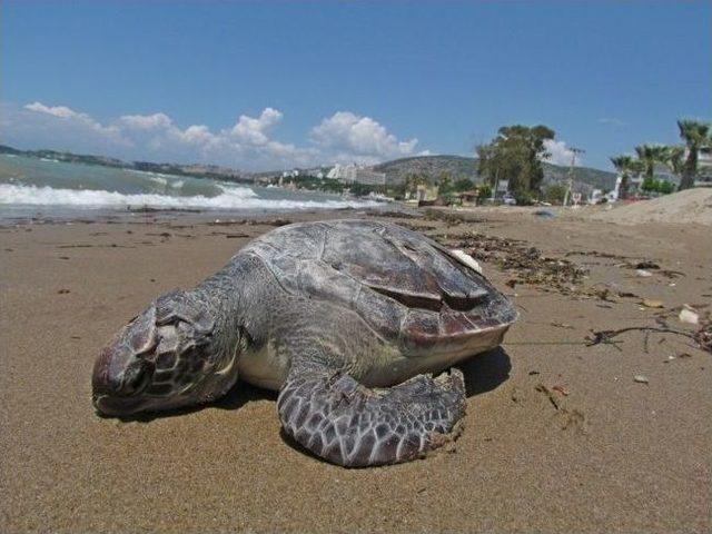 Kuşadası’nda Bu Kez Bir Yeşil Kaplumbağa Ölü Bulundu