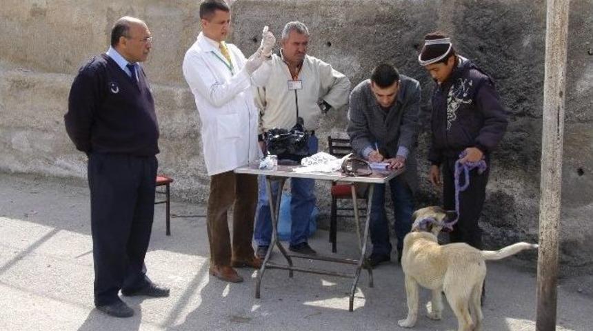 Evcil Hayvanlara Kuduz Aşısı Kampanyası