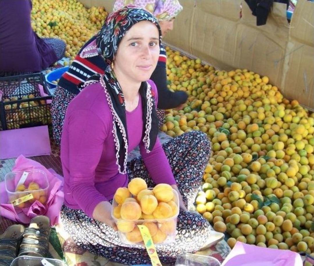 G&uuml;nde 400 Ton Kayısı İhra&ccedil; Ediliyor