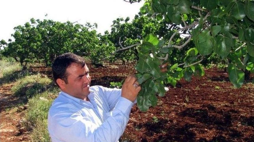 Antepfıstığı &Uuml;reticileri Devletten Destek Bekliyor