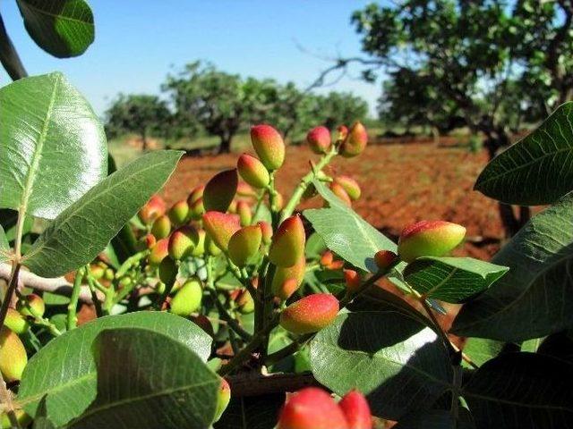 Antepfıstığı &Uuml;reticileri Devletten Destek Bekliyor 1