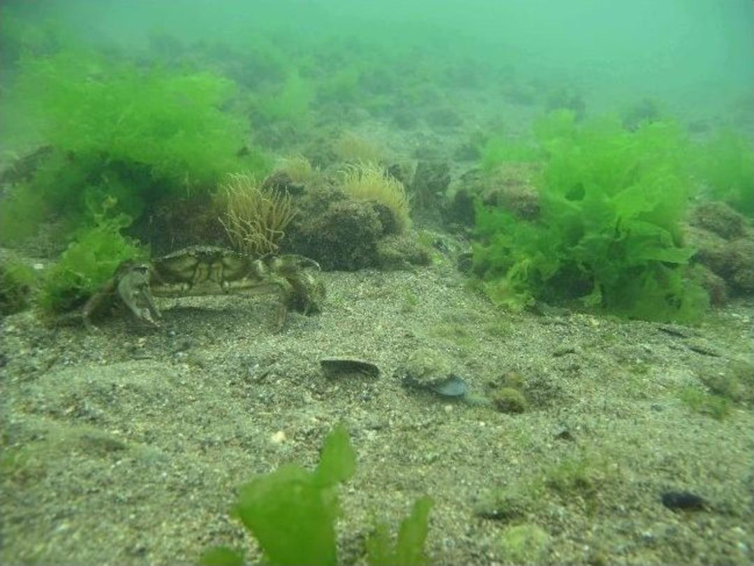 Bal&ccedil;ova G&ouml;n&uuml;ll&uuml;leri İnciraltı'nda Denizi Temizledi