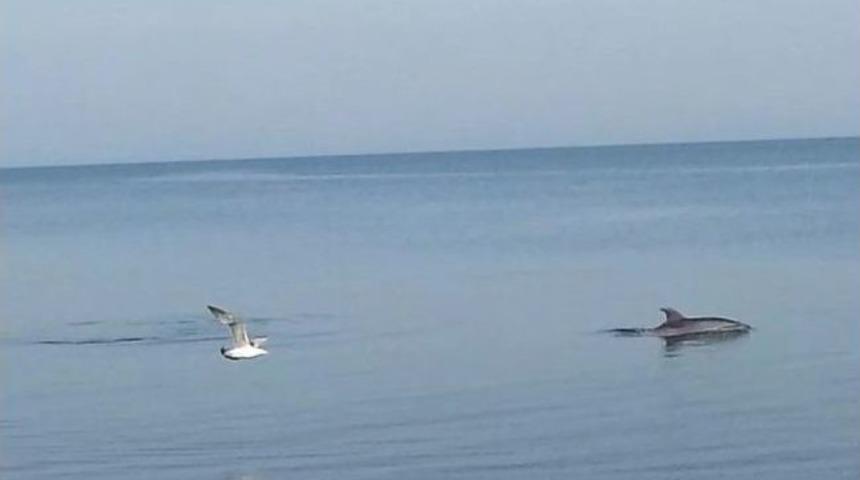 Yunusların Dansı İzleyenleri B&uuml;y&uuml;ledi