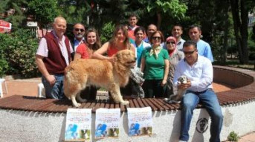 Karabağlar'da Sokak Hayvanları Aşılanıyor