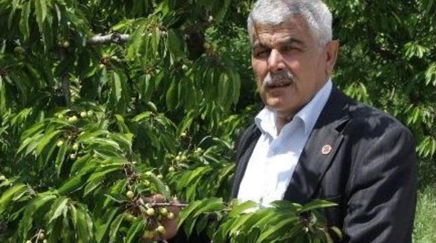 Yağmurlar Kirazı Vurdu