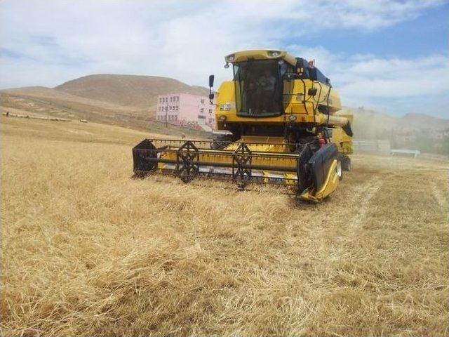 Kızıltepe de Buğday Hasadı Başladı 1