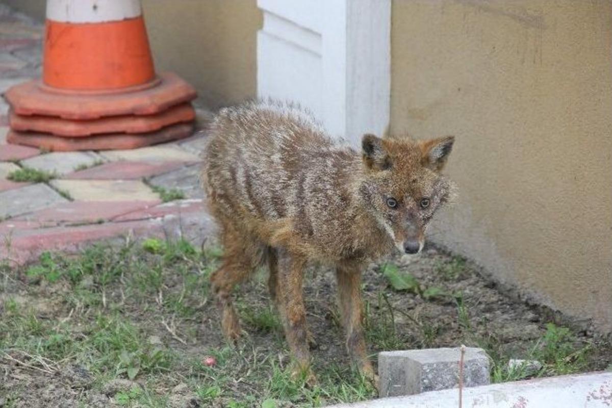 &Ouml;ğrenci Yurdunun Bah&ccedil;esinde Tilki Operasyonu